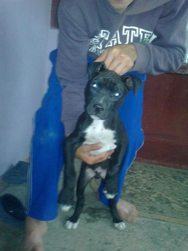 vand catel pitbull - Pret | Preturi vand catel pitbull