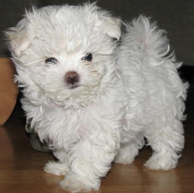 vand pui bichon frise - Pret | Preturi vand pui bichon frise