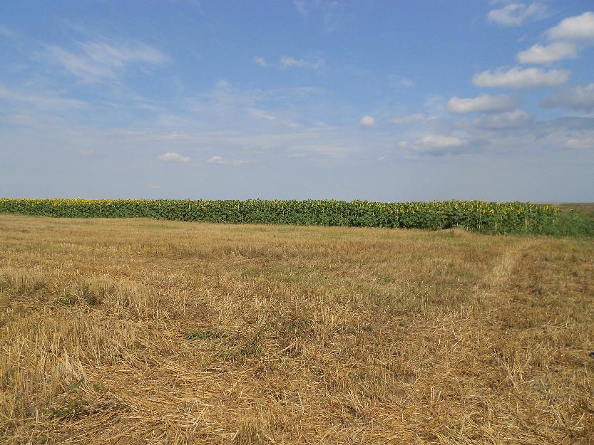 Dambovita teren agricol 10 ha, la 20 km de Tragoviste , 4500 euro/ha - Pret | Preturi Dambovita teren agricol 10 ha, la 20 km de Tragoviste , 4500 euro/ha