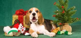 Beagle!Cel mai frumos cadou de Craciun!!! - Pret | Preturi Beagle!Cel mai frumos cadou de Craciun!!!