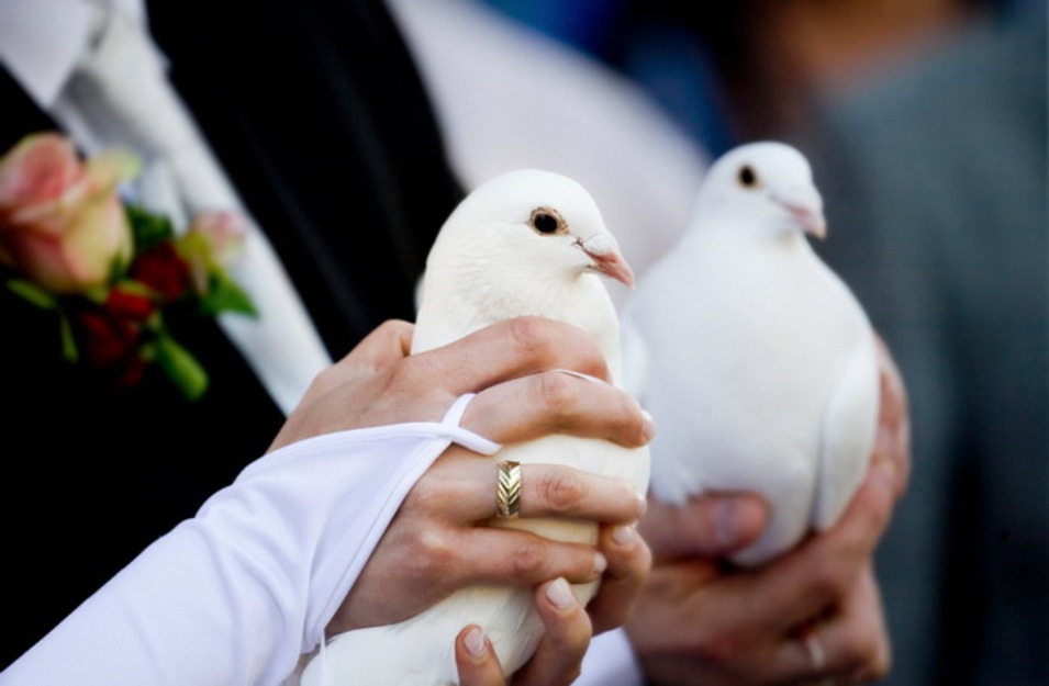 Porumbei nunta Galati Braila - Pret | Preturi Porumbei nunta Galati Braila