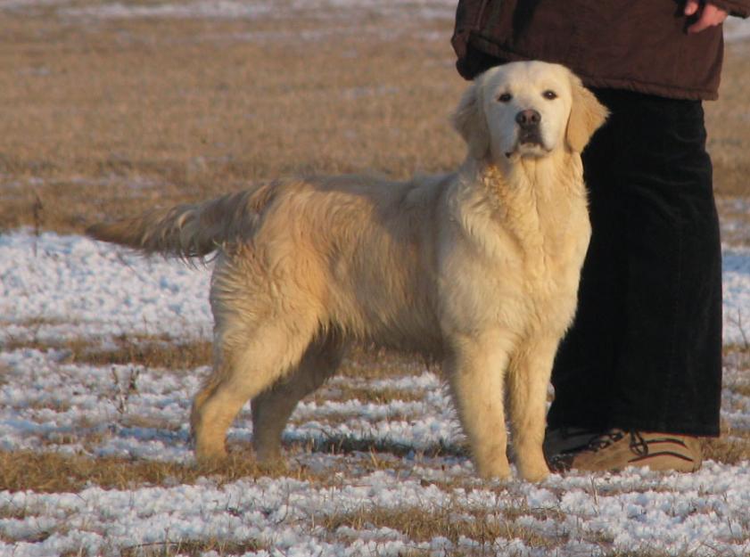 pui golden retriever cu pedigree - Pret | Preturi pui golden retriever cu pedigree