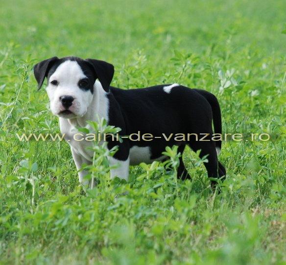 Amstaff de vanzare - Pret | Preturi Amstaff de vanzare