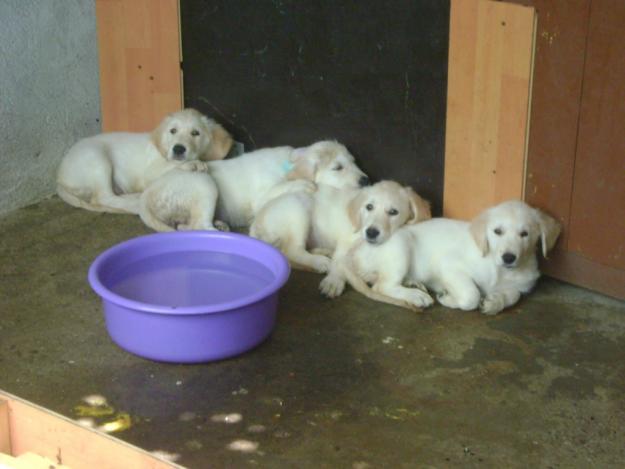 CATELUSI GOLDEN RETRIEVER CAUTAM PARINTI IUBITORI - Pret | Preturi CATELUSI GOLDEN RETRIEVER CAUTAM PARINTI IUBITORI