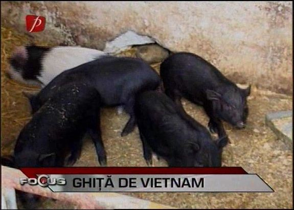 porci vietnamez rasa pura ! - Pret | Preturi porci vietnamez rasa pura !