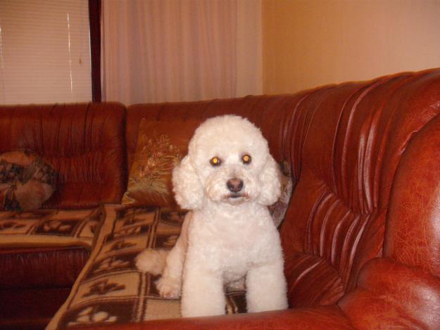 imperechez bichon frise - Pret | Preturi imperechez bichon frise