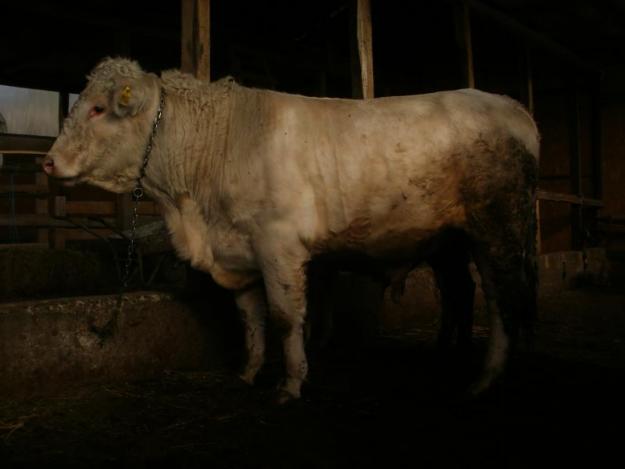 Taur charolais de vanzare - Pret | Preturi Taur charolais de vanzare