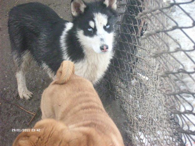 vand pui husky - Pret | Preturi vand pui husky