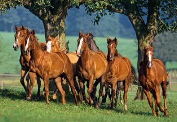 Puzzle Castorland 1500 Quarter Horses - Pret | Preturi Puzzle Castorland 1500 Quarter Horses