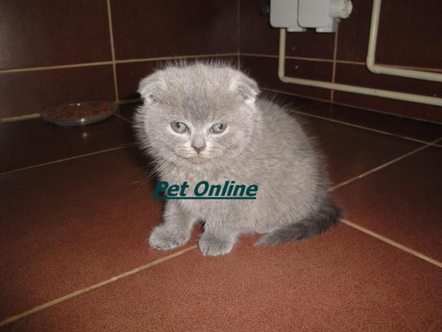 scottish fold de vanzare - Pret | Preturi scottish fold de vanzare