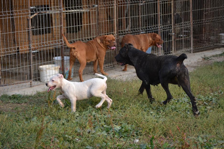 vand cane corso - Pret | Preturi vand cane corso