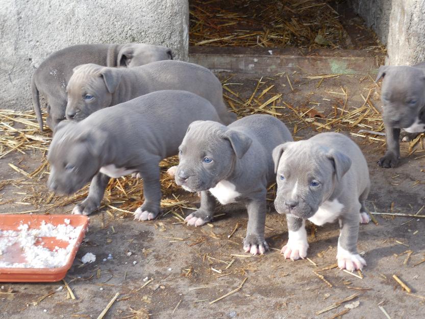 Vand pui Pitbull Blue,doar pt cunoscatori!!!! - Pret | Preturi Vand pui Pitbull Blue,doar pt cunoscatori!!!!