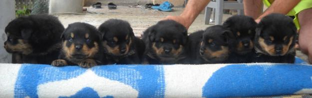 Pui Rottweiler - Pret | Preturi Pui Rottweiler