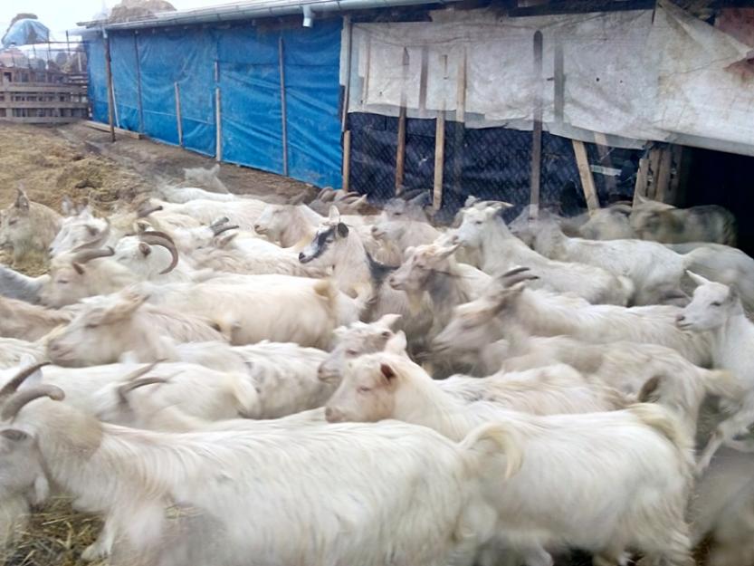Vand 60 capre albe de banat - Pret | Preturi Vand 60 capre albe de banat