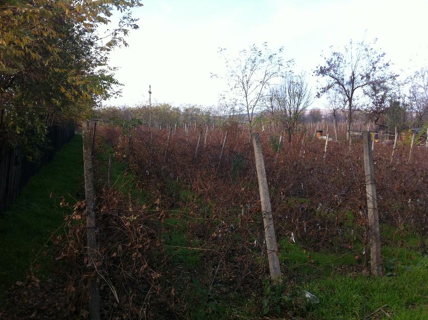 Vand Teren in Tutova langa Barlad, Vaslui - Pret | Preturi Vand Teren in Tutova langa Barlad, Vaslui