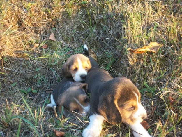 beagle-uti din parinti cu pedigree - Pret | Preturi beagle-uti din parinti cu pedigree