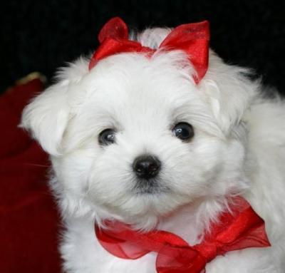 Bichon Maltese mini toy, albi frumosi si jucausi - Pret | Preturi Bichon Maltese mini toy, albi frumosi si jucausi