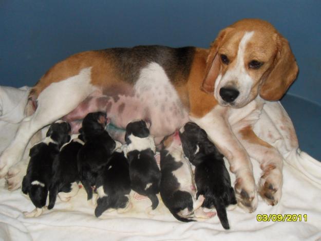 vand pui beagle cu pedigree - Pret | Preturi vand pui beagle cu pedigree