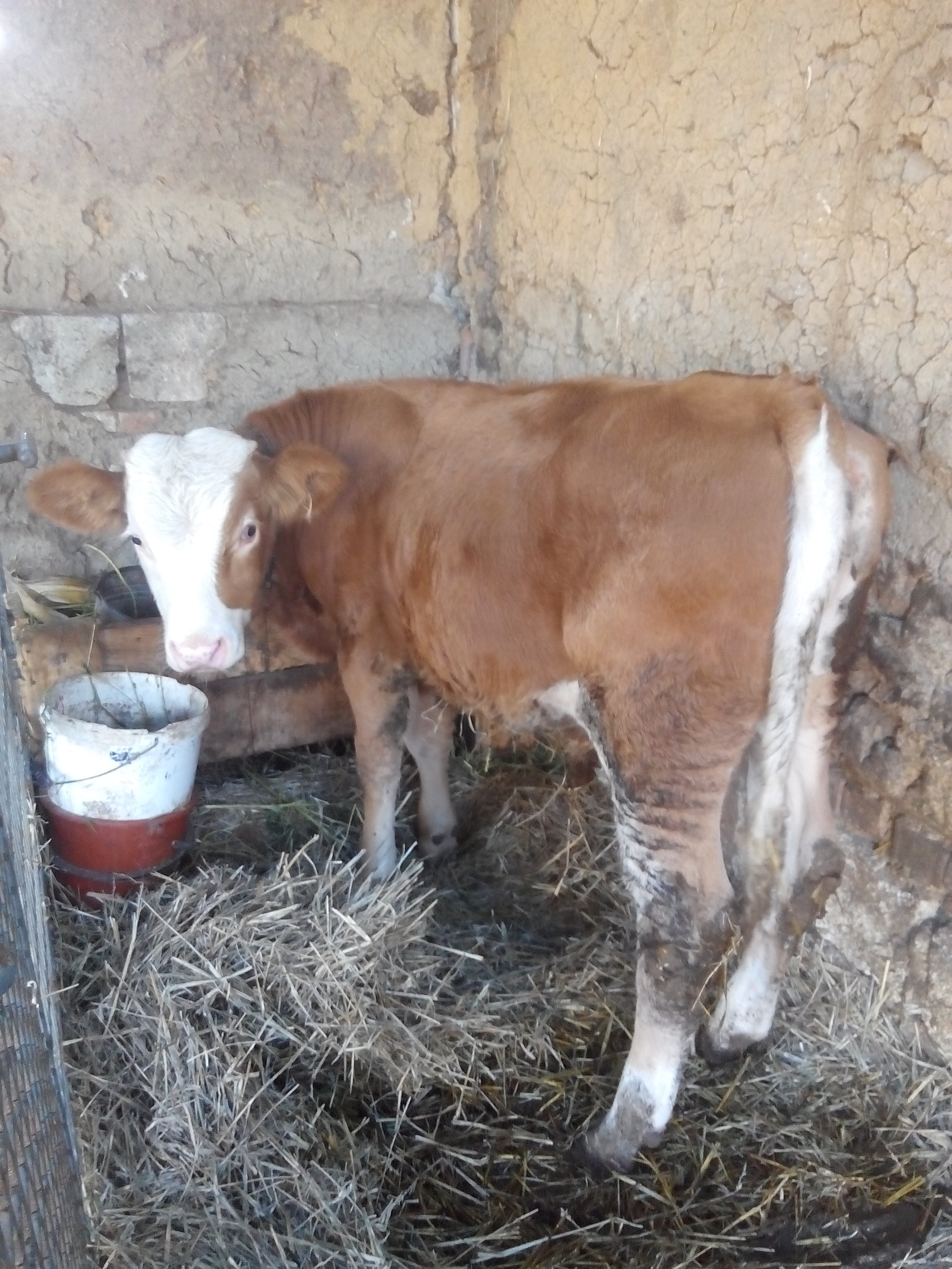 Vând Vițel Bălțata Românească - Pret | Preturi Vând Vițel Bălțata Românească