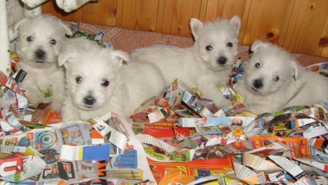 Vindem catelusi West Highland Terrier alb pur - Pret | Preturi Vindem catelusi West Highland Terrier alb pur