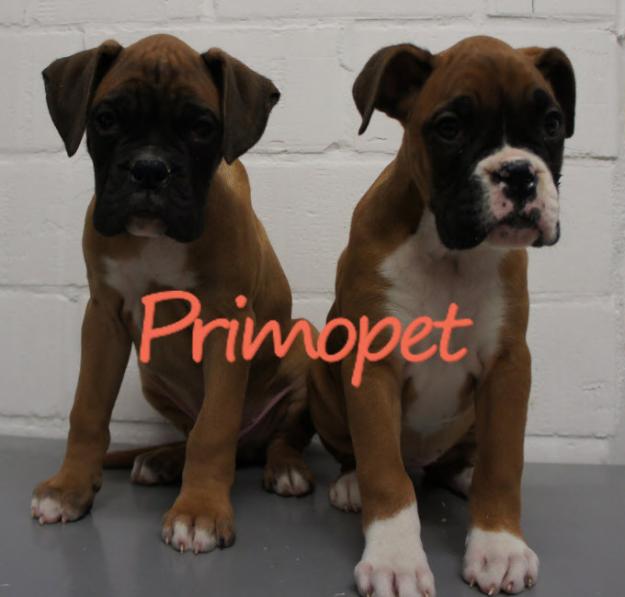  - Pret | Preturi 