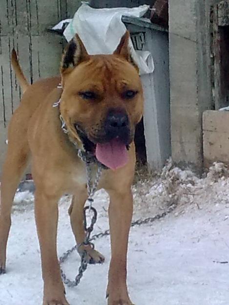 OFER BANDOG PENTRU MONTA IN CLUJ NAPOCA - Pret | Preturi OFER BANDOG PENTRU MONTA IN CLUJ NAPOCA