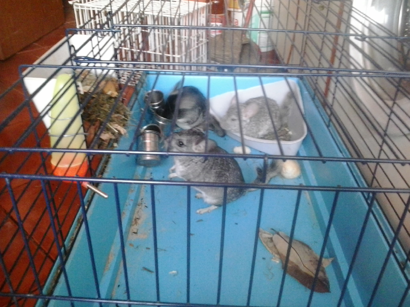 3 chinchilla +2 custi mari - Pret | Preturi 3 chinchilla +2 custi mari