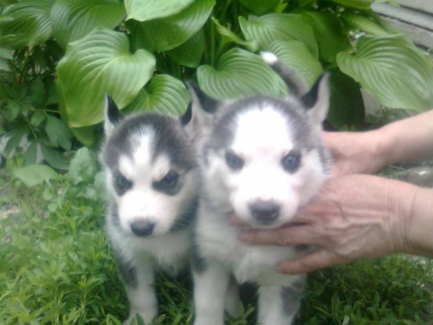 Vand pui husky siberian 1 masculi 2 femele - Pret | Preturi Vand pui husky siberian 1 masculi 2 femele