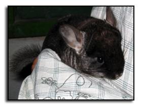 Familii Chinchilla - Pret | Preturi Familii Chinchilla