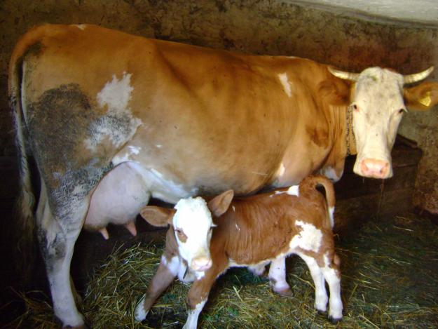 Vand vaca cu vitel rasa baltata romaneasca foarte buna de lapte - Pret | Preturi Vand vaca cu vitel rasa baltata romaneasca foarte buna de lapte
