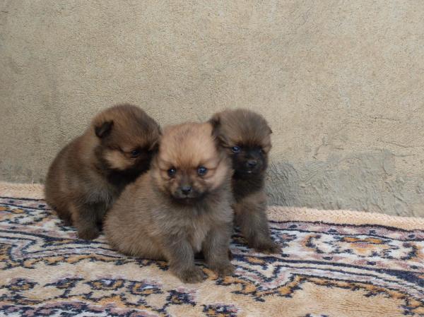 pomeranian catei de vanzare - Pret | Preturi pomeranian catei de vanzare