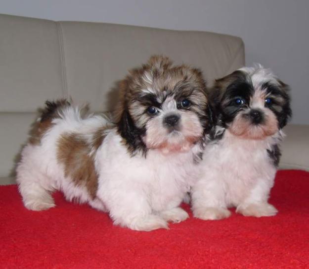 de vanzare SHIH-TZU, vand pui de SHIH-TZU alb cu maro - Pret | Preturi de vanzare SHIH-TZU, vand pui de SHIH-TZU alb cu maro