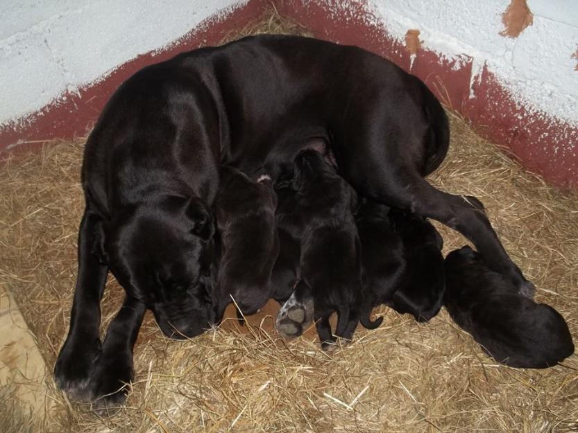 Pui cane corso, asigur transport in orice oras! - Pret | Preturi Pui cane corso, asigur transport in orice oras!