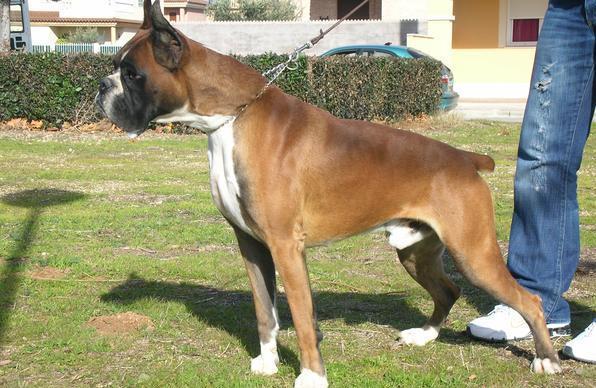 boxer curat - Pret | Preturi boxer curat