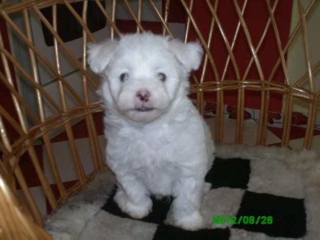 vand bichon maltez 6 sapt - Pret | Preturi vand bichon maltez 6 sapt