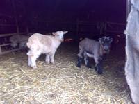 vand carne de ied(carcasa) taiat - Pret | Preturi vand carne de ied(carcasa) taiat