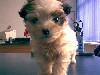 bichon havanez albi cu pete 500.ron. - Pret | Preturi bichon havanez albi cu pete 500.ron.