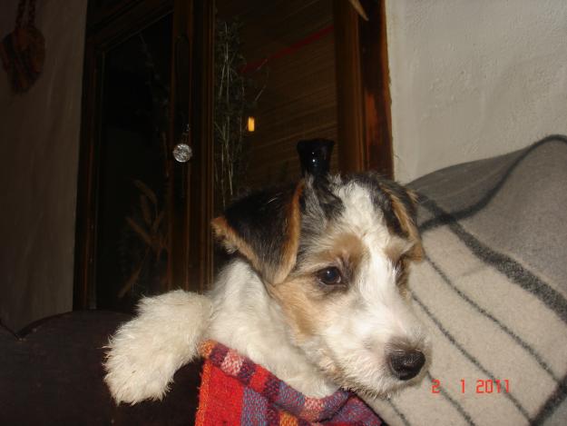Pui Parson Jack Russell Terrier - Pret | Preturi Pui Parson Jack Russell Terrier