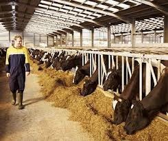 Ferme de animale 1000 euro - Pret | Preturi Ferme de animale 1000 euro