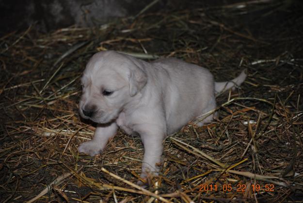 Vand puisori Golden Retriever - Pret | Preturi Vand puisori Golden Retriever