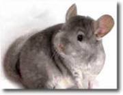 Microferma Chinchila - Pret | Preturi Microferma Chinchila