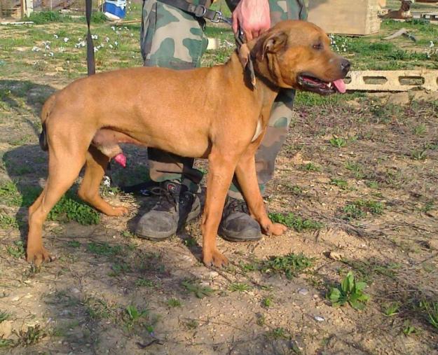 STUD PITBULL DE EXCEPTIE - Pret | Preturi STUD PITBULL DE EXCEPTIE