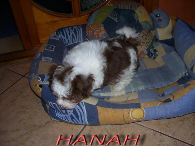Bichon havanez de vanzare - Pret | Preturi Bichon havanez de vanzare