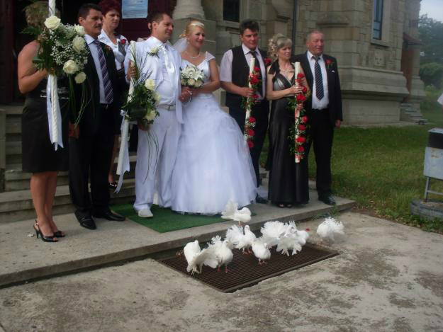 Inchiriez porumbei albi pentru nunti - Pret | Preturi Inchiriez porumbei albi pentru nunti