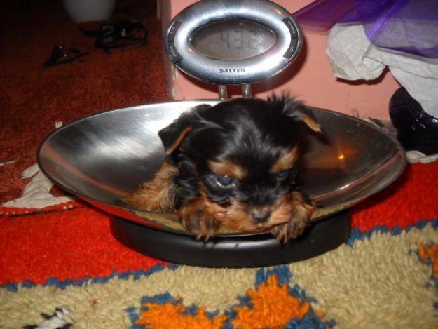 yorkshire terrier - Pret | Preturi yorkshire terrier