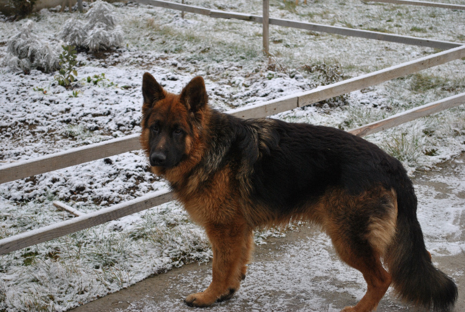 Max von Winsberg este un ciobanesc german in varsta de 3 ani , cu pedigree , si cautam pe - Pret | Preturi Max von Winsberg este un ciobanesc german in varsta de 3 ani , cu pedigree , si cautam pe