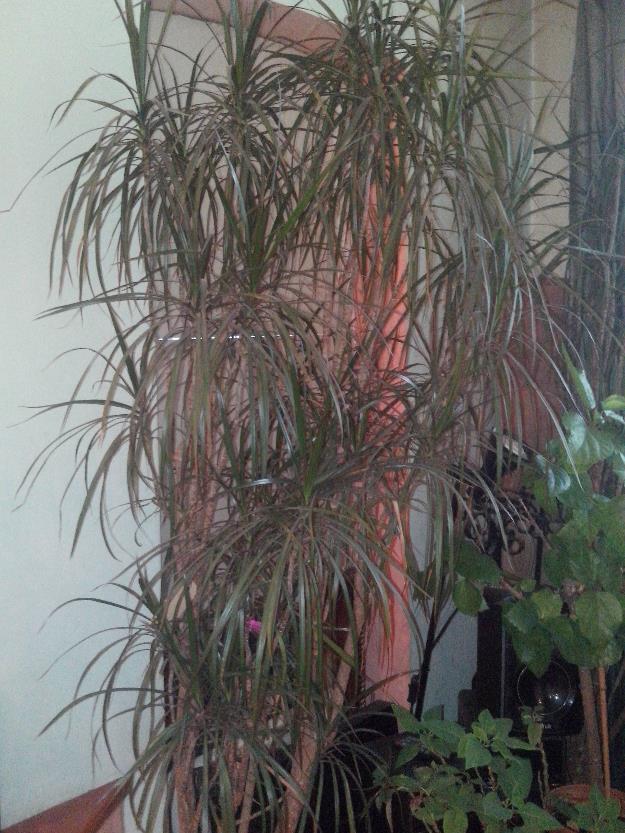 Planta decorativa Dracaena - inaltime 2m - Pret | Preturi Planta decorativa Dracaena - inaltime 2m