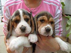 Beagle de vanzare - Pret | Preturi Beagle de vanzare
