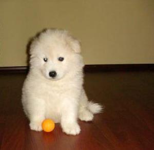 De vanzare catelusi Samoyede - Pret | Preturi De vanzare catelusi Samoyede