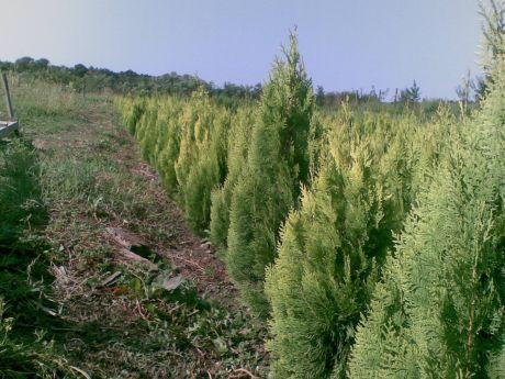 VAND ARBUSTI ORNAMENTALI: BUXUS, THUIA TRANDAFIRI CATARATORI LA CEL MAI BUN PRET! - Pret | Preturi VAND ARBUSTI ORNAMENTALI: BUXUS, THUIA TRANDAFIRI CATARATORI LA CEL MAI BUN PRET!